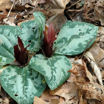 Trillium decumbens '' (003655)