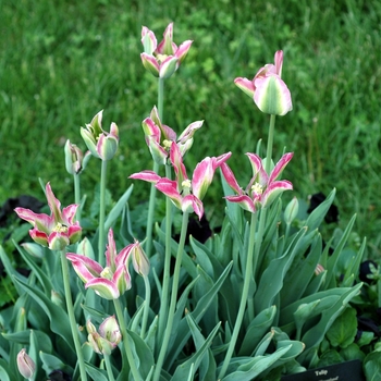 Tulipa 'Groenland' (003657)