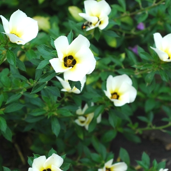 Turnera subulata 'White Lights' (003659)