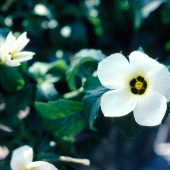 Turnera subulata 'White Lights' (003660)