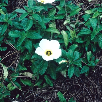 Turnera subulata 'White Lights' (003661)