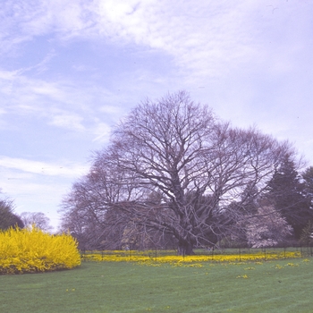 Fagus sylvatica 'Atropunicea' (003663)