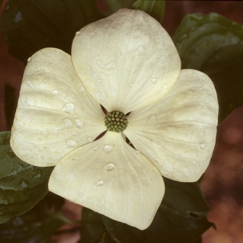 Cornus 'Venus' (003667)