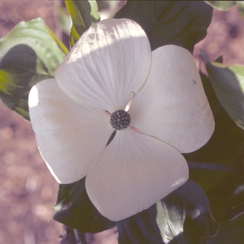 Cornus 'Venus' (003668)