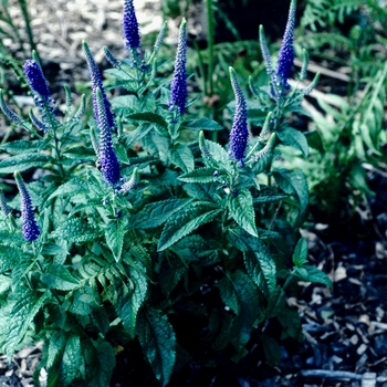 Veronica 'Sunny Border Blue' (003669)