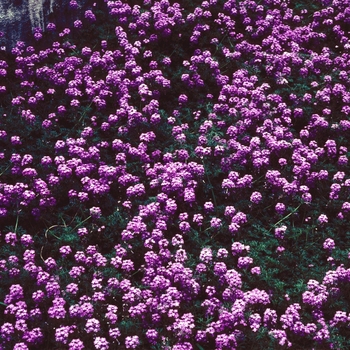 Verbena tenuisecta '' (003686)