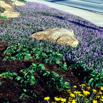 Verbena tenuisecta '' (003687)