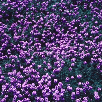 Verbena tenuisecta '' (003688)