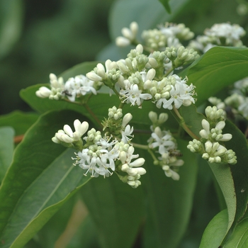 Heptacodium miconioides '' (003712)