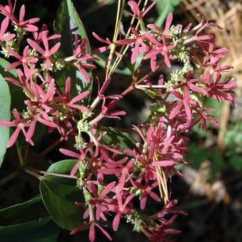 Heptacodium miconioides '' (003713)