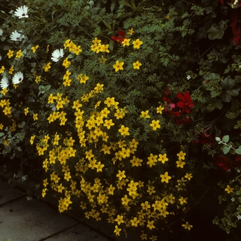 Bidens ferulifolia 'Peter's Gold Carpet' (003722)