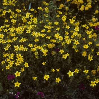 Bidens ferulifolia 'Peter's Gold Carpet' (003723)