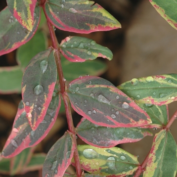 Hypericum x moserianum 'Tricolor' (003724)