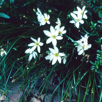 Zephyranthes candida '' (003732)