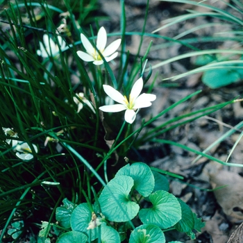 Zephyranthes candida '' (003733)