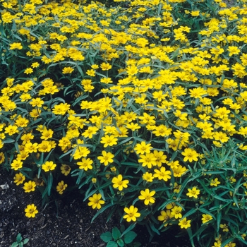 Zinnia linearis Crystal™ 'Yellow' (003750)