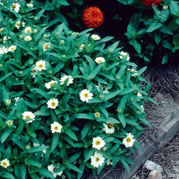 Zinnia Profusion '' (003752)