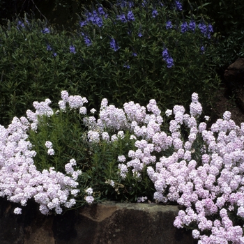 Aethionema grandiflorum '' (003796)