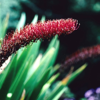 Xeronema callistemon '' (003827)