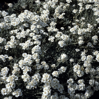 Tanacetum argentea 'Weston' (003831)