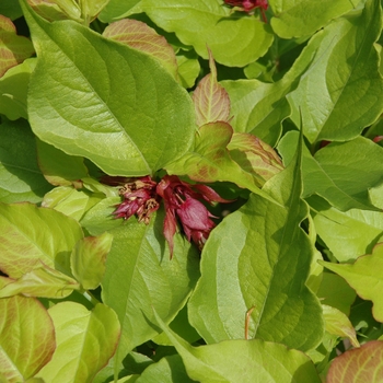 Leycesteria formosa 'Golden Lanterns®' (003851)