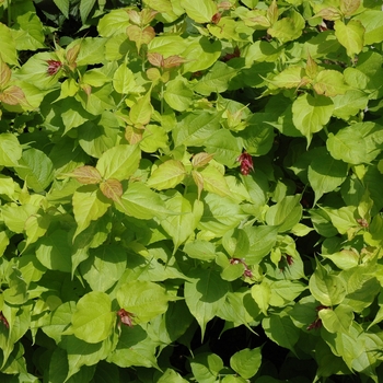 Leycesteria formosa 'Golden Lanterns®' (003852)