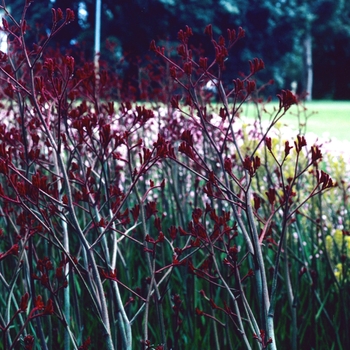 Anigozanthos Bush 'Sunset' (003856)