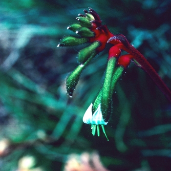 Anigozanthos Bush 'Ranger' (003859)