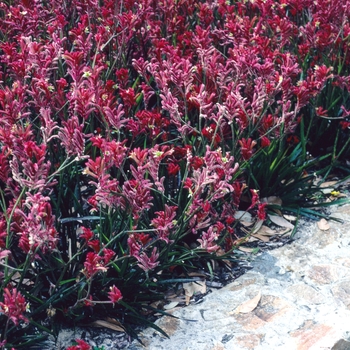 Anigozanthos Bush 'Illusion' (003860)