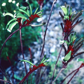 Anigozanthos manglesii '' (003865)