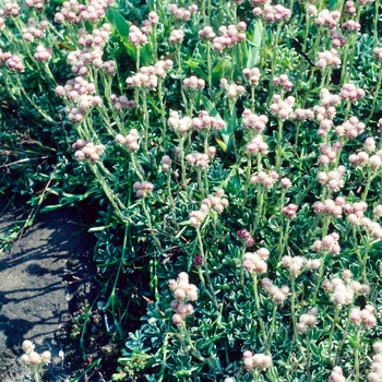 Antennaria dioica '' (003871)