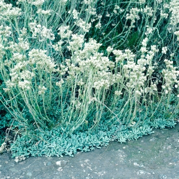 Antennaria dioica '' (003872)