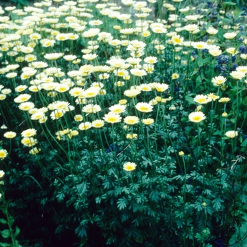 Anthemis tinctoria 'Buxton's Primrose' (003873)