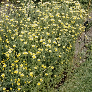 Anthemis tinctoria 'Alba' (003877)