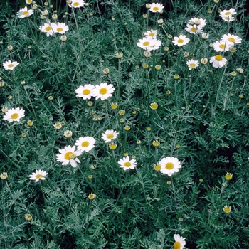 Anthemis cupaniana (punctata ssp. cupaniana) '' (003880)