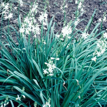 Anthericum liliago '' (003889)