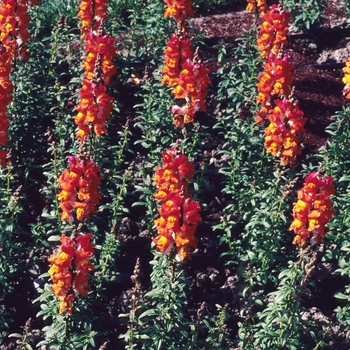 Antirrhinum majus Solstice 'Orange Tricolor' (003903)