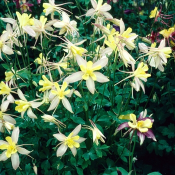 Aquilegia 'Multiple Varieties' (003911)