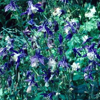 Aquilegia 'Multiple Varieties' (003912)