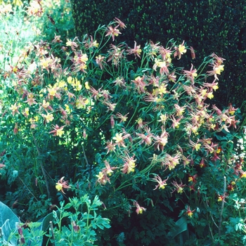 Aquilegia 'Multiple Varieties' (003913)