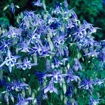 Aquilegia 'Multiple Varieties' (003914)