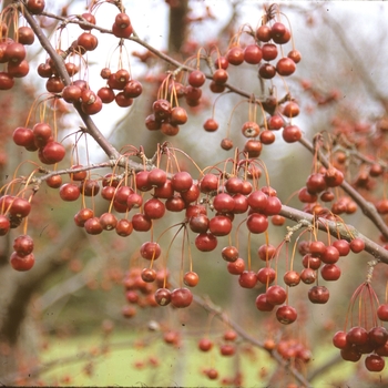 Malus 'Sugar Tyme™' (003933)