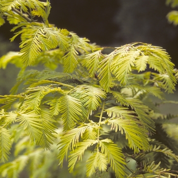 Metasequoia glyptostroboides 'Ogon' (003936)