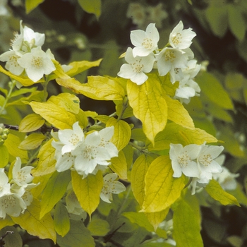 Philadelphus coronarius 'Aureus' (003938)