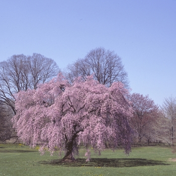 Prunus subhirtella 'Pendula Flora Plena' (003943)