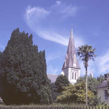 Taxus baccata 'Fastigiata (Stricta)' (003960)