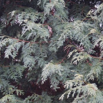 Thuja plicata 'Atrovirens' (003962)