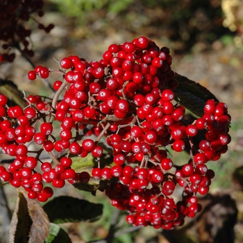 Viburnum dilatatum '' (003965)