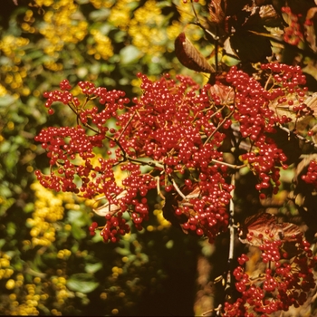 Viburnum dilatatum '' (003966)