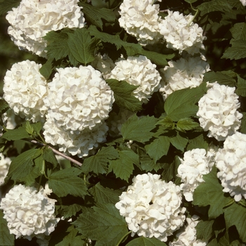 Viburnum trilobum '' (003969)